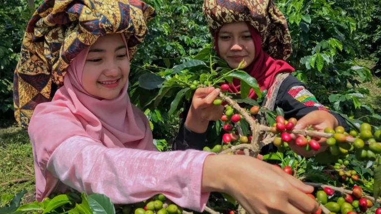Handpicking-Sumatra-Coffee-Beans