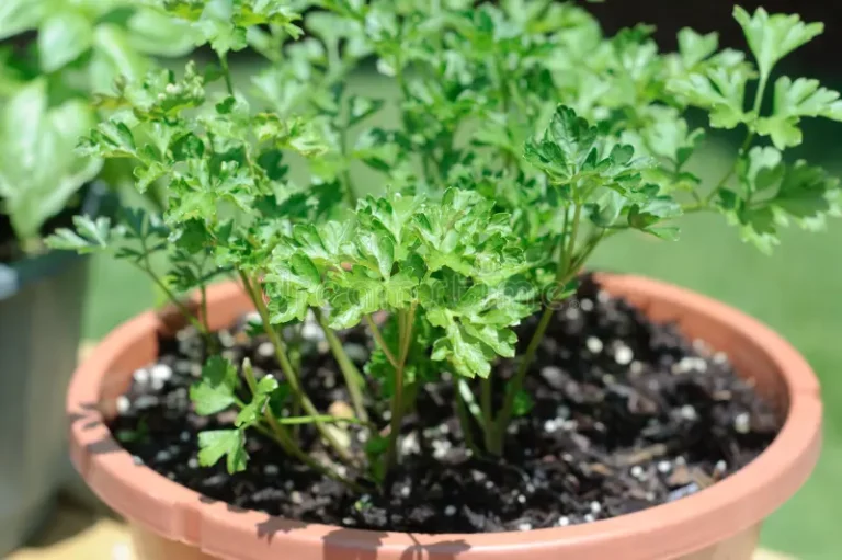 italian-parsley-herb-plant-14191691