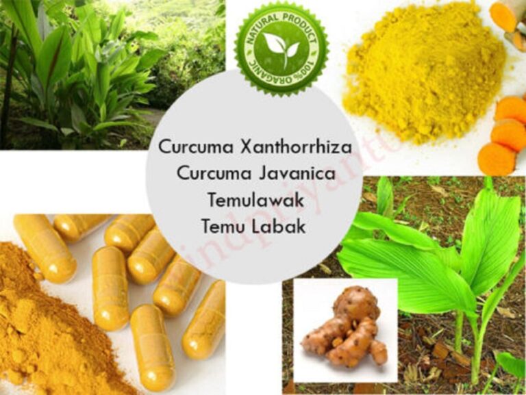 Various Medicinal Plants and Their Health Benefits